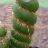 eulychnia_castanea_v._varispiralis